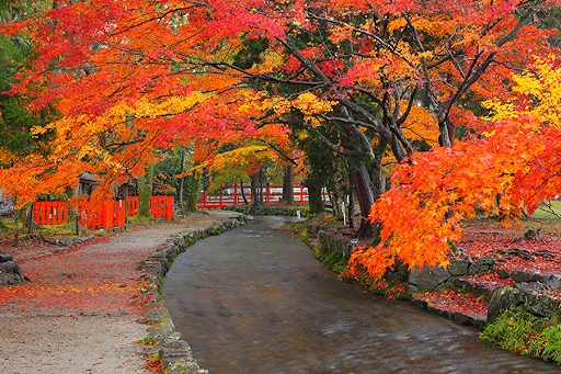 上賀茂神社の写真 6
